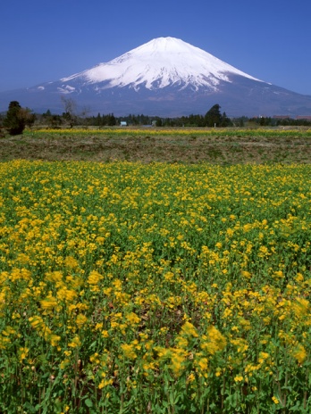 富士は日本一の山です